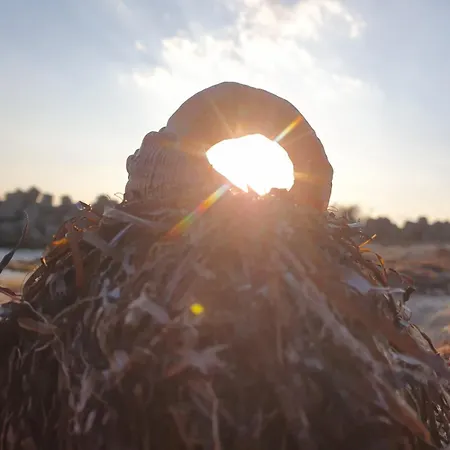 студио сарафово